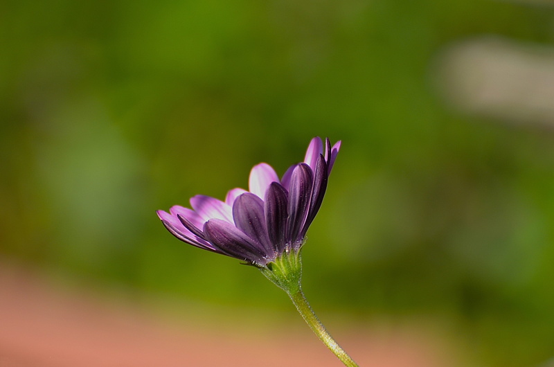grass, freshness, leaf, flowering plant, blur, outdoors, color, sepal, plant, overwhelming, inflorescence, green color, soft, day, purple, summer, softness