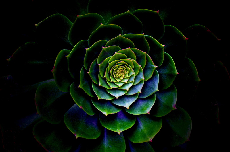 beautiful, plant, close, studio shot, close-up, garden, stunning, color, flower head, inflorescence, succulent plant, amazing, pattern, fragility, leaf