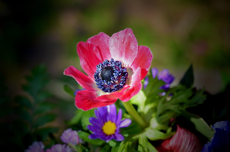 natural, beautiful, bokeh, focus on foreground, selective focus, inflorescence, freshness, pollen, summer, stunning, blue, astounding, season, soft, botany