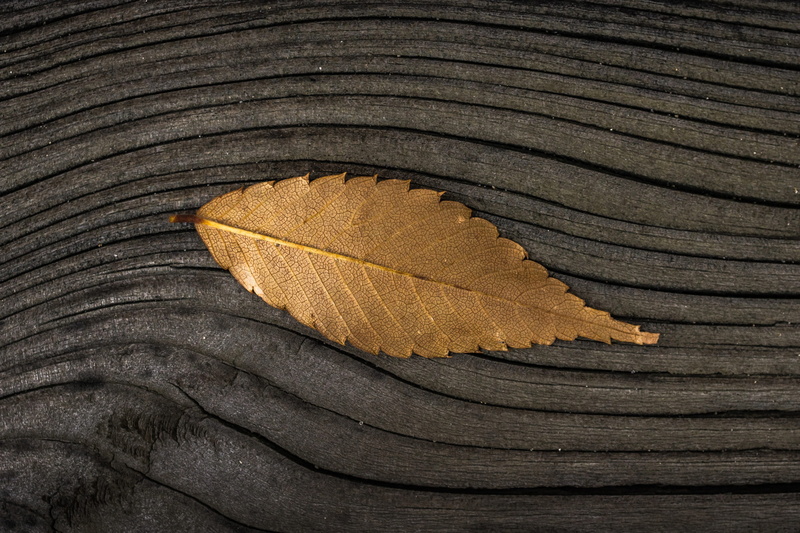 textured, no people, yellow, brown, pattern, beauty in nature, background, natural condition, fall, backgrounds, day, outdoors, fossil, close-up, plant part