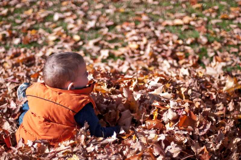 innocence, sitting, 4K, dry, child, nature, day, photo, Outdoor, real people, one person, plant part, change, fall, childhood, outdoors, Seasons, Children