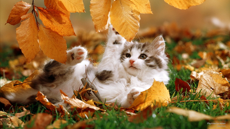 Cats, kitten, 2K, playtime
