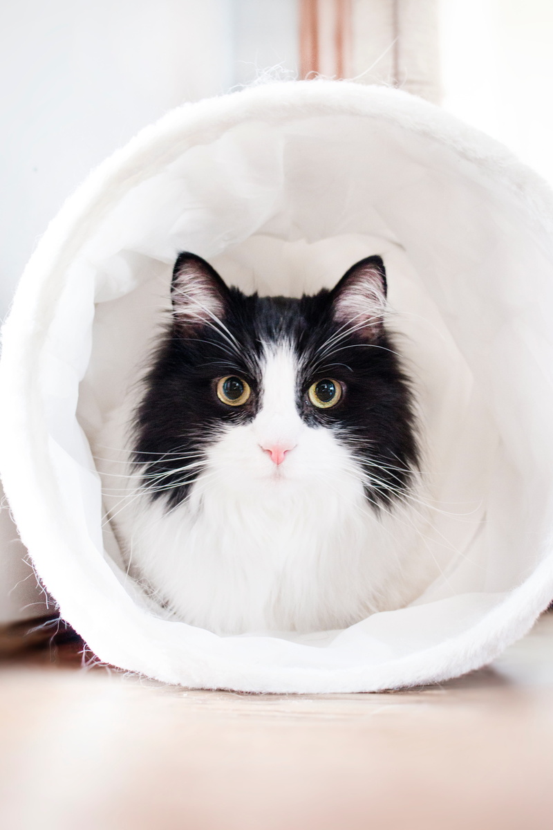 domestic animals, house, 5K, relaxation, kitten, indoors, playtime, domestic cat, close-up, domestic, mammal, home, animal, portrait, white, pet, whisker