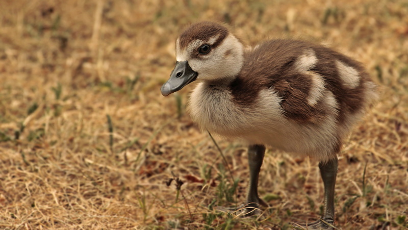 gosling, half goose, close up, animal themes, goose, 5K, view, water bird, bird, nature, s w, close-up, animals in the wild, animal, focus on foreground