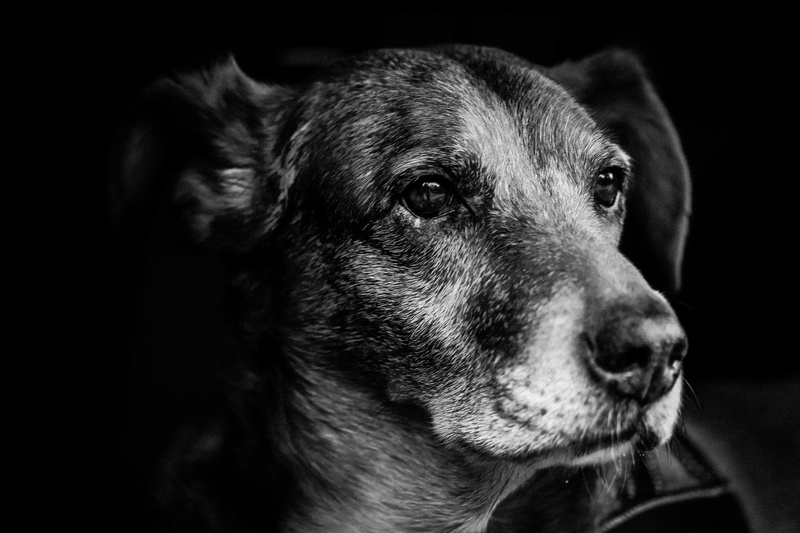 animal head, crete, animal themes, greyscale, looking, animal eye, canine, domestic, animal body part, loyalty, barking, black Color, dog ears, friendly