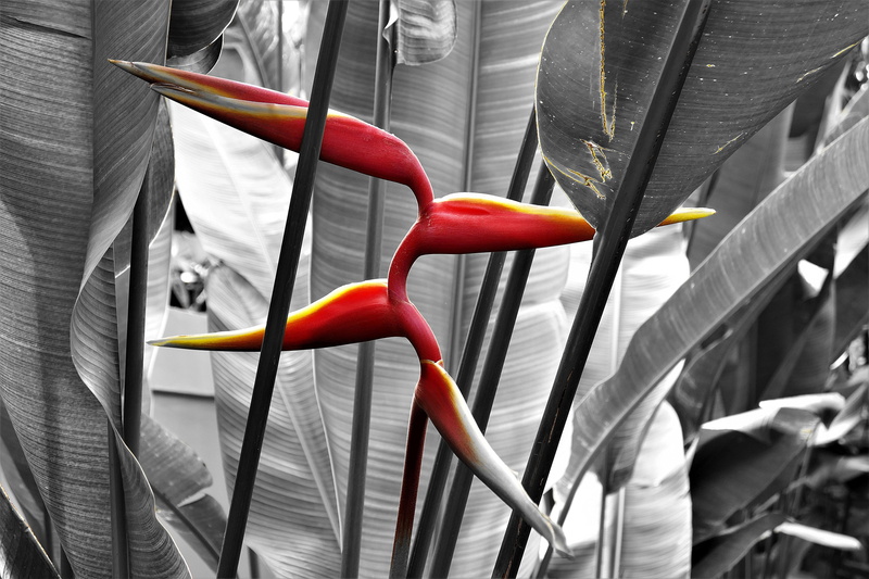 close-up, flower, exotic, red, blossom, security, growth, s w effect, plant, photo, bloom, equipment, 5K, safety, outdoors, lobster scissors, heliconia bihai