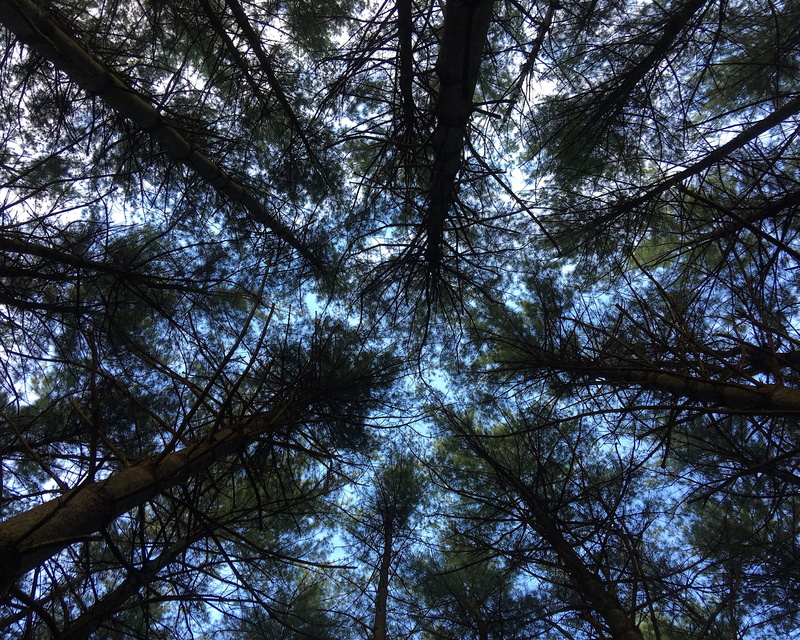fir, no people, looking up, larch, growth, beauty in nature, coniferous tree, full frame, backgrounds, woodland, 7165 s 100 w, promontory, outdoors, silhouette