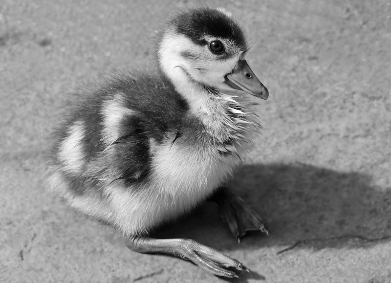 afro-tropical duck bird, field, 5K, animals in the wild, water bird, nilgans, nature, close up, creature, chicks, animal themes, poultry, goslings, sit