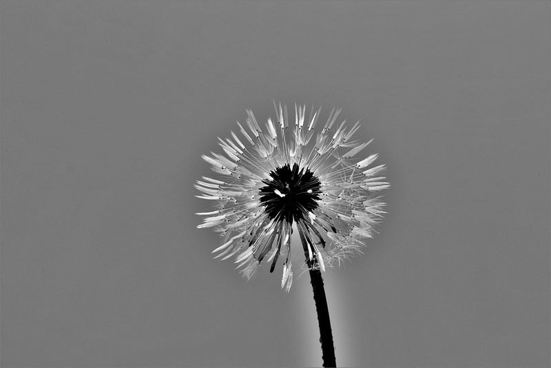 softness, inflorescence, no people, low angle view, blossom, plant, studio shot, flower head, copy space, freshness, beauty in nature, vulnerability, dandelion