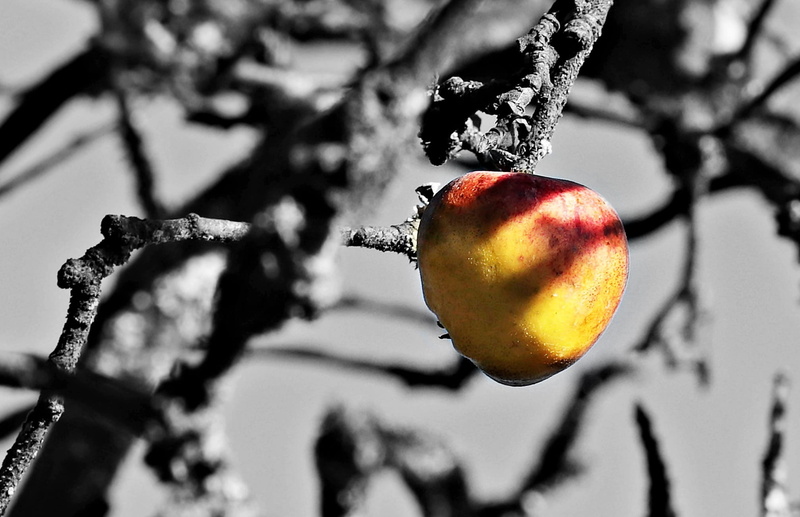 freshness, branch, ripe, food and drink, growth, apple tree, apple - fruit, close-up, autumn, focus on foreground, red, tree, aesthetic, food, plant, apple