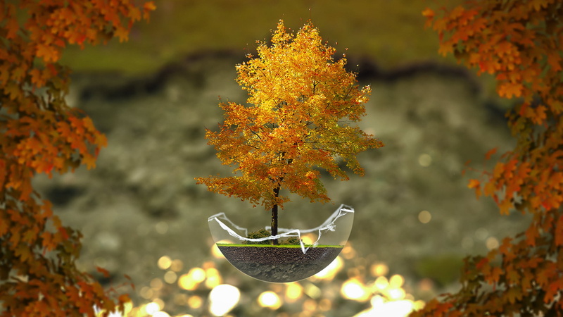 multi Colored, 1080P, red, cultures, summer, autumn, change, orange color, spring, tree, branch, season, close-up, yellow, growth, beauty in nature, gold Colored