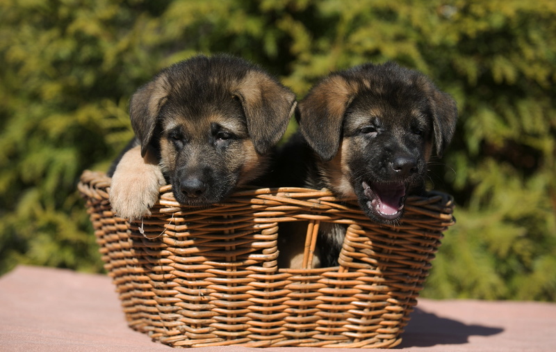 Dogs, Dog, 1080P, German Shepherd, Basket, Baby Animal, Puppy
