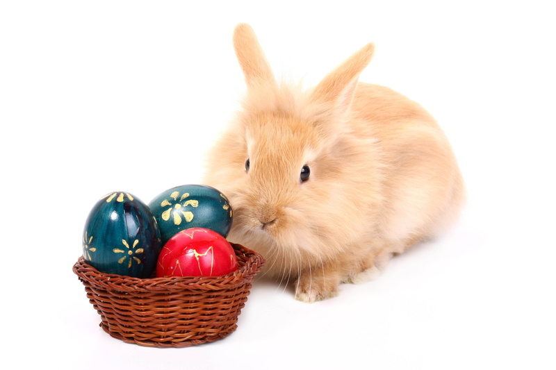cultures, animal, container, fun, easter Bunny, baby Rabbit, celebration, cute, holiday, easter Egg, 4K, food, basket, multi Colored, studio Shot, easter