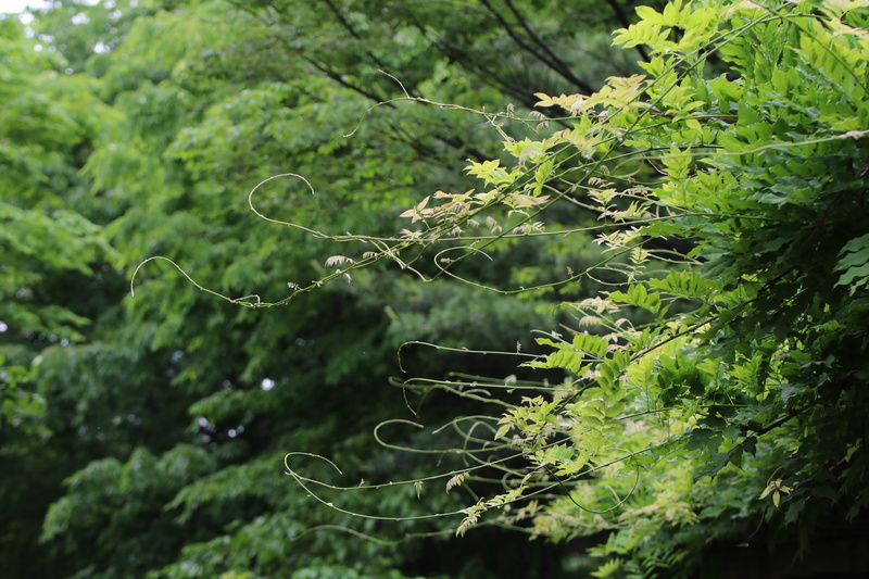 forest, spider web, no people, selective focus, beauty in nature, fragility, abstract, plant, branches, green color, tree, close-up, tranquility, bud, hope