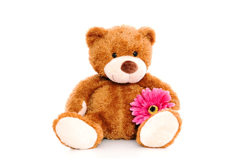 isolated, white, mammal, softness, bear, flower, close-up, brown, childhood, fun, plush, teddy Bear, indoors, still life, fluffy, love, sitting, stuffed Toy