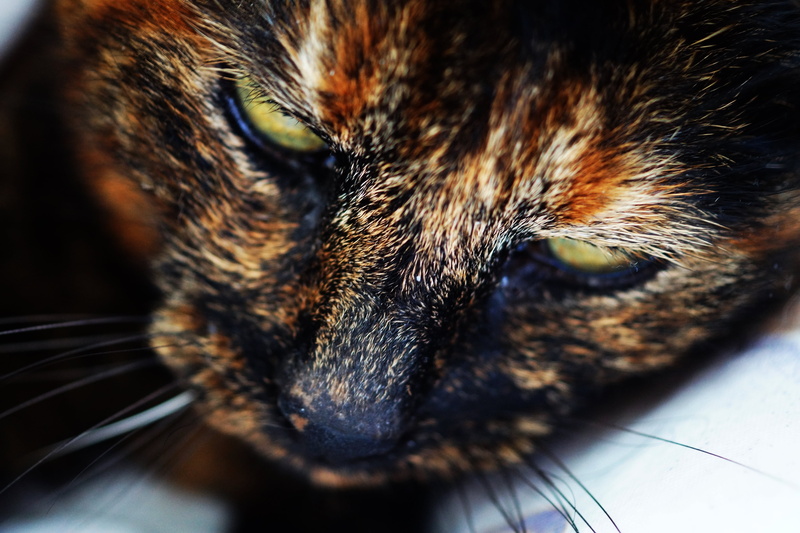 no people, pets, whiskers, cat, whisker, domestic cat, domestic animals, one animal, cute, extreme close-up, feline, 5K, eyes, brown, animal, animal themes