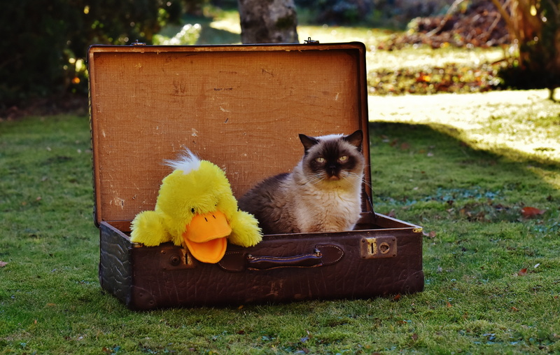 squirrel, plant, container, cat, outdoors, focus on foreground, grass, stuffed animal, sweet, funny, full length, duck, nature, no people, antique, junk