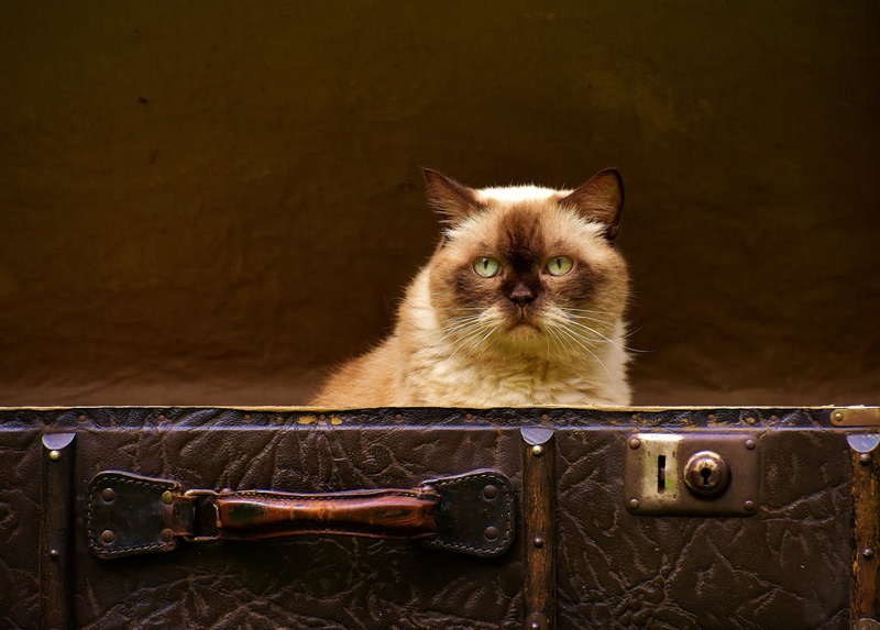 funny, luggage, antique, old suitcase, looking at camera, domestic cat, pets, british shorthair, leather, suitcase, 5K, feline, wood - material, curious