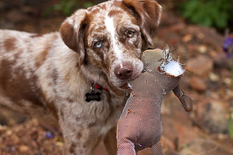 retriever, mammal, doll, puppy, photo, canine, day, adorable, portrait, selective, dog, toy, pet, pets, cute, focus, hairstyle, domestic animals, hunting