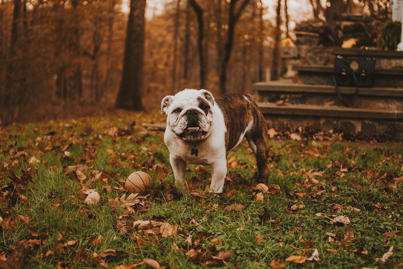 plant, bulldog, white, purebred dog, pets, outdoors, brindle, domestic animals, animal themes, nature, grass, leaf, muzzle, domestic, mammal, day, 5K