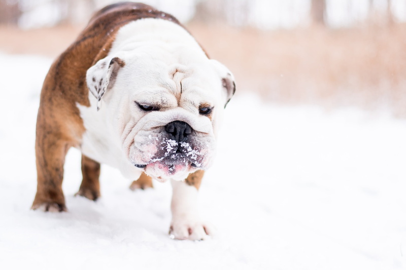 snow, purebred dog, cute, one animal, dog, animal, animal themes, english bulldog, pets, canine, focus on foreground, mammal, domestic animals, cold temperature