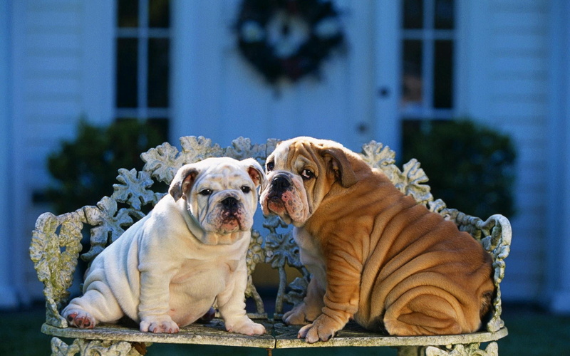 friendship, mammal, outdoors, animal, front view, focus on foreground, two, english, purebred Dog, bulldog, white, cute, puppy, canine, pets, looking at camera