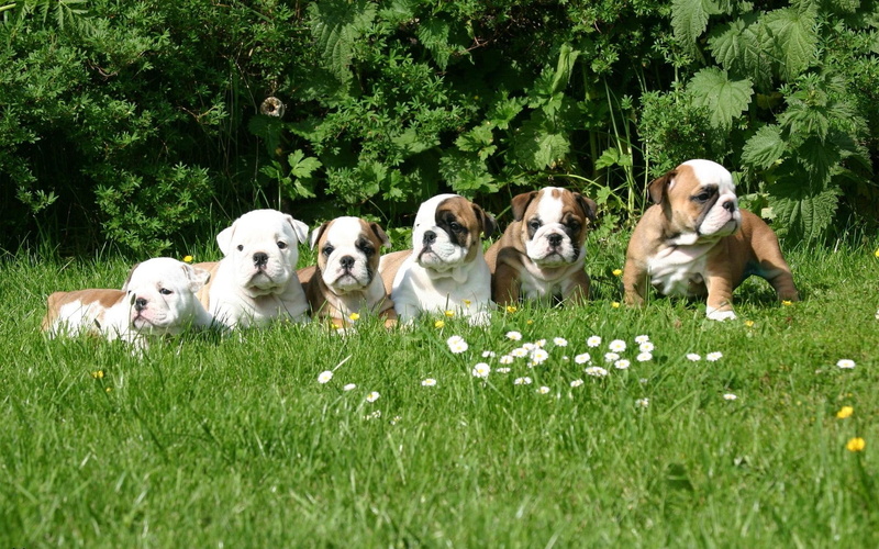 bulldog, english, 1080P, dogs, puppes, animals