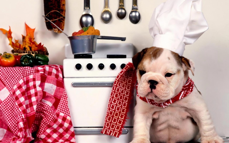 chef, one animal, domestic, young adult, dog, purebred Dog, cute, 1080P, christmas, pets, tie, food, animal, white, uniform, mammal, dinner, humor, household equipment