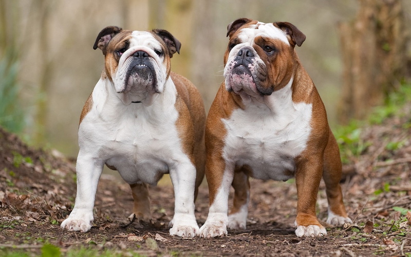 focus on foreground, sitting, animal themes, two animals, couple, looking, dogs, portrait, english, 1080P, purebred dog, togetherness, two, looking at camera