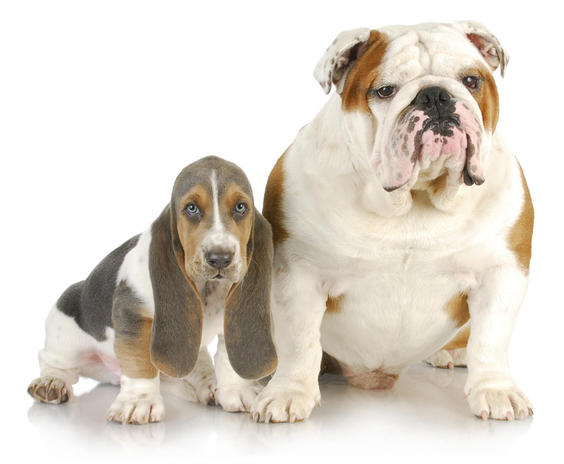 animals, english, dogs, basset, animal, 2K, bulldog