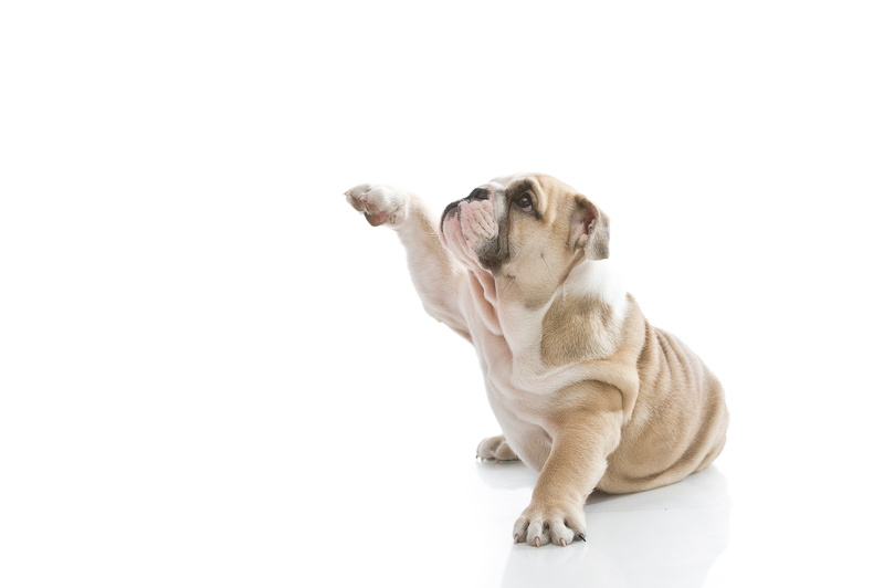 English bulldog, sitting, white, obedience, 8K, beige, profile, looking away, domestic Animals, copy space, brown, cute, pets, small, puppy, domestic