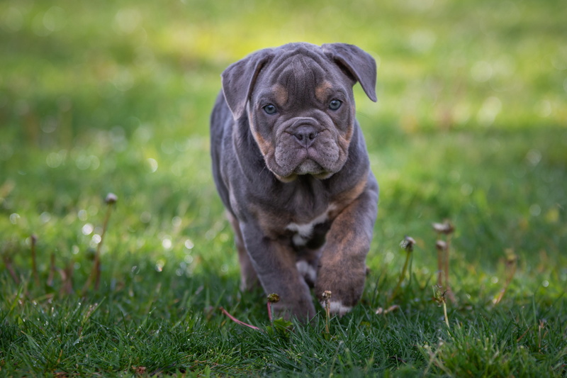 bulldog, domestic animals, plant, cute, grass, mammal, nature, dog, puppies, sweet, vertebrate, canine, english bulldog, young animal, no people, day, pet