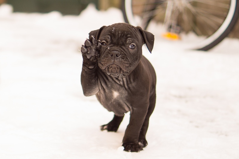 old english bulldog, brown, cute, cute puppy, paw, snow, black, domestic animals, domestic, pug, animal themes, lap dog, day, no people, little, standing