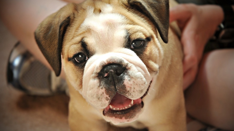 animal body part, animal Head, puppy, pets, dog, vertebrate, cute, domestic Animals, white, friendship, face, portrait, close-up, bulldog, little, indoors