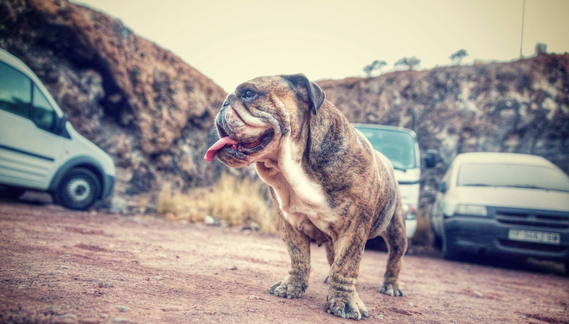 protruding tongue, one animal, dog, domestic animals, adult, english, brindle, land vehicle, transportation, motor vehicle, day, canine, pets, spotted