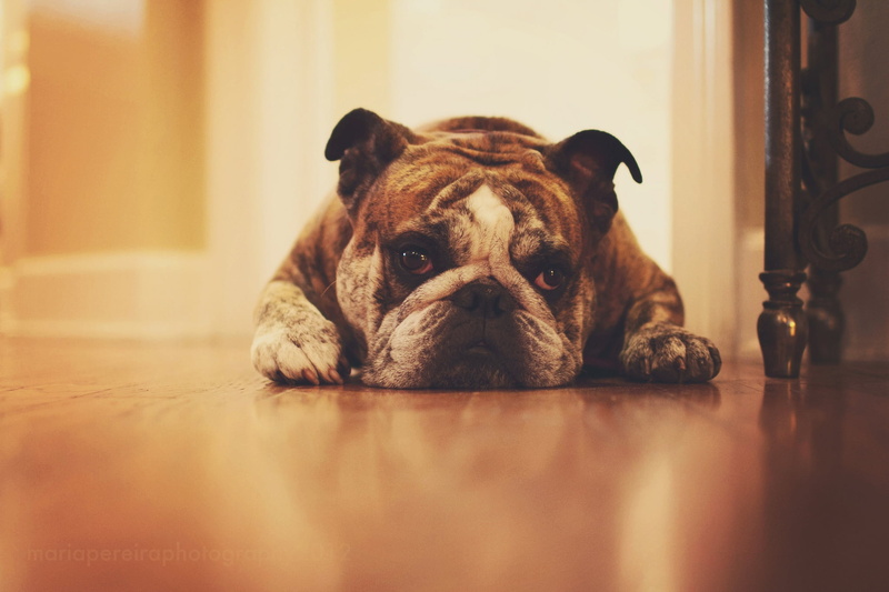 tan, brown, small, home interior, dog, domestic Animals, 1080P, looking at camera, flooring, mammal, indoors, young Animal, relaxation, animal head, purebred Dog