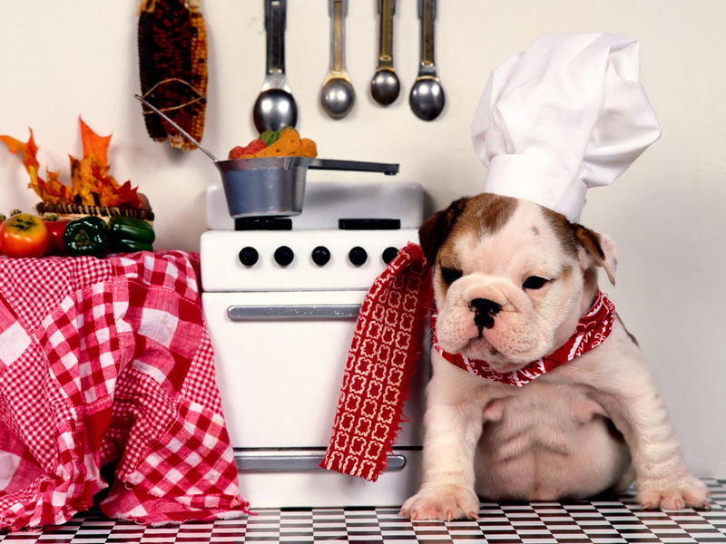 celebration, bulldog, young animal, white, pets, no people, domestic, puppy, Dog, indoors, chef, tan, Animals, animal, one animal, canine, funny, holiday