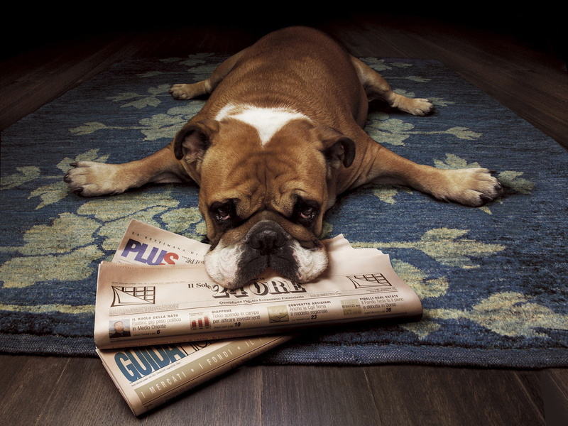 Newspapers, dogs, animals, 1080P, English, bulldog