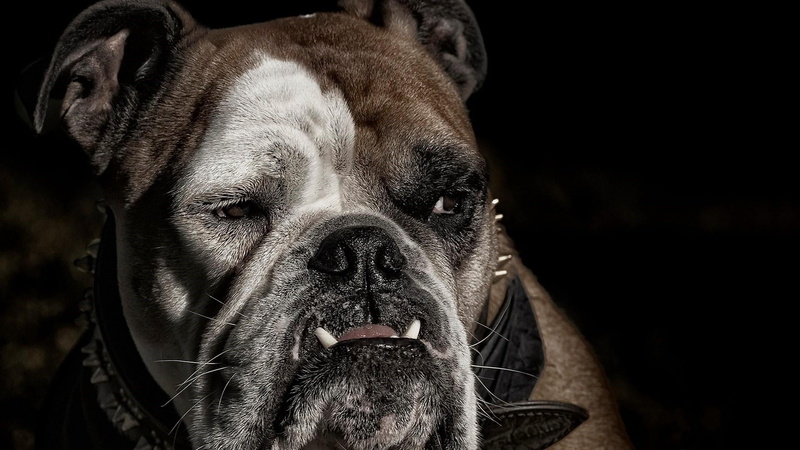 domestic animals, dog, bulldog, whiskers, dog breed, animal themes, vertebrate, mammal, no people, nose, old english bulldog, looking at camera, portrait