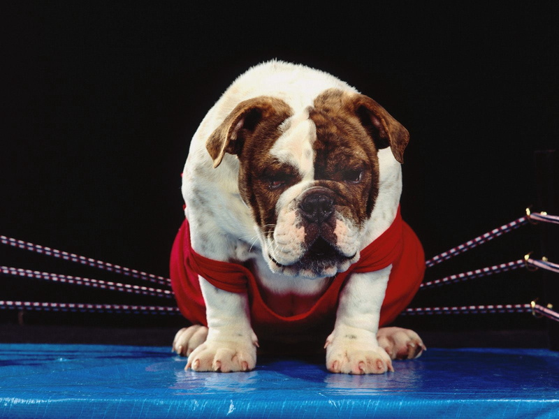 tan, one animal, indoors, 720P, animal, relaxation, no people, bulldog, puppy, english, domestic, eyes closed, red, purebred Dog, front view, dog, white