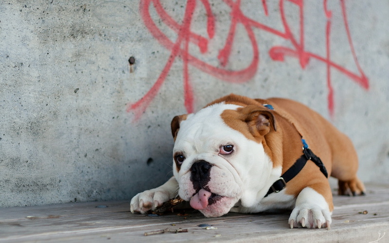 bulldog, mammal, cute, looking, pet collar, one Animal, purebred Dog, animal head, brown, 1080P, animal themes, sitting, lying down, pets, wall - building feature