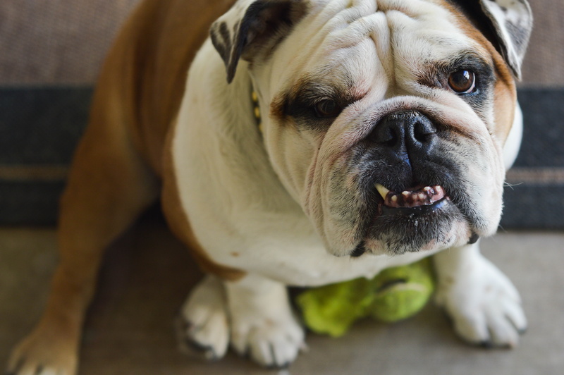 animal, looking, english Bulldog, mammal, animal themes, puppy, day, vertebrate, friendship, face, one Animal, looking at camera, animal Head, young Animal