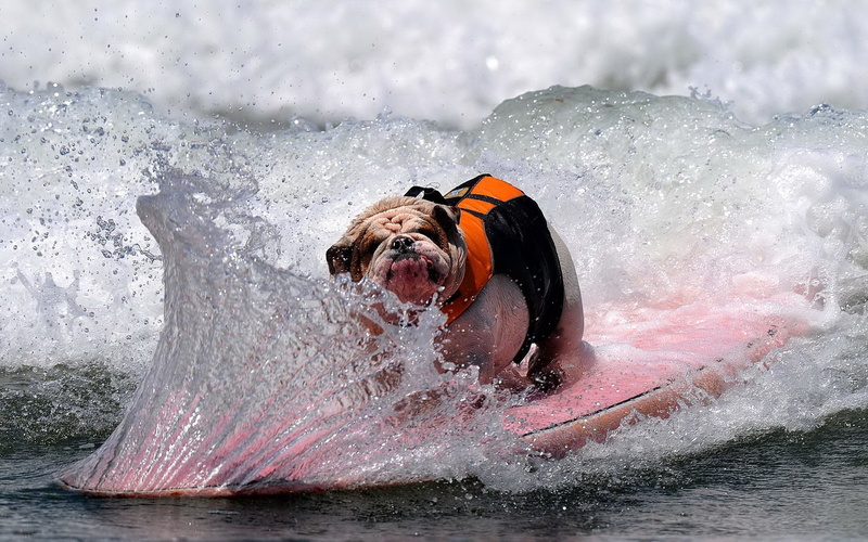 beach, swimming, adventure, extreme Sports, sport, day, real people, dog, tan, competition, fun, action, people, running, water, wet, sea, white, beauty in nature