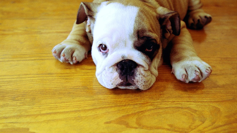 wood - Material, french Bulldog, flooring, animal themes, mammal, 1080P, animal head, portrait, vertebrate, spotted, humor, purebred Dog, english Bulldog