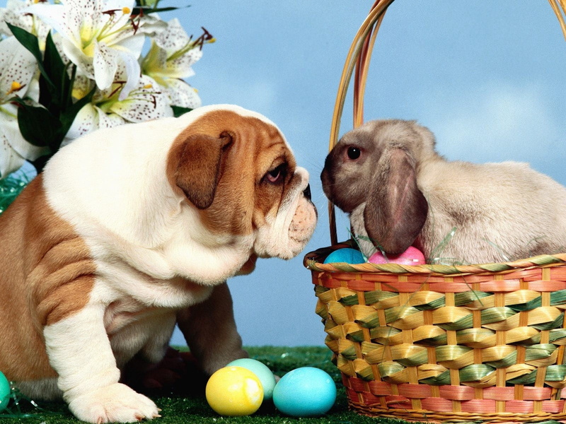 celebration, canine, white, bulldog, sitting, puppy, nature, dog, one Animal, gray, english, basket, fur, rabbit, mammal, small, animals And Pets, 720P