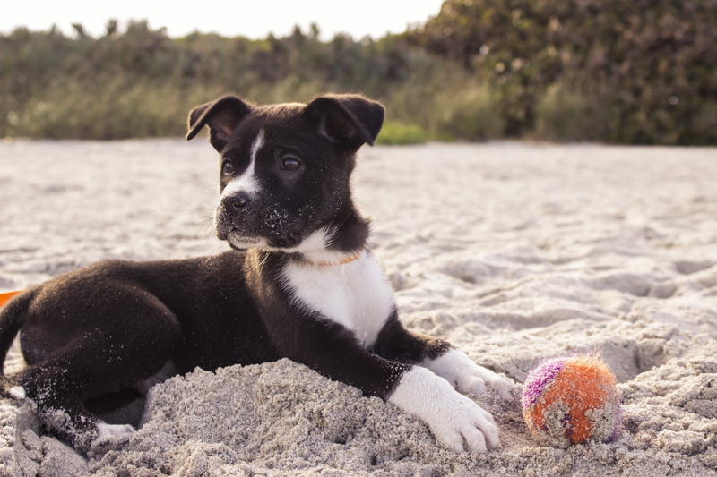 domestic animals, one animal, animal themes, american, 1080P, black, pets, pet, pit, looking away, mammal, bull, orange, animal, land, companion, domestic