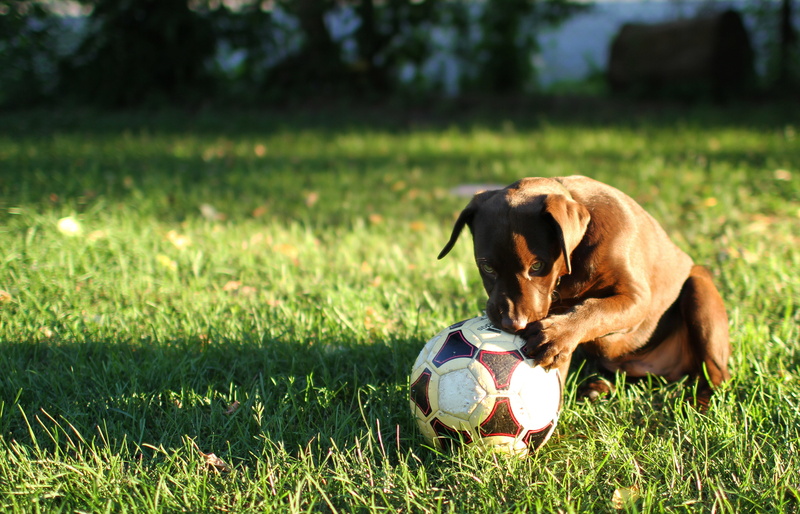 pit, pet, outside, land, red, dog, summer, 4K, sport, outdoors, young, white, grass, animal themes, pedigree, canine, soccer ball, animal, purebred, sweet