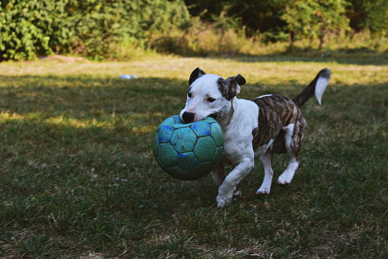 domestic animals, dog, animal, domestic animal, sport, brindle, one animal, vertebrate, bull, animal themes, day, mammal, close-up, ball, pit, sunlight