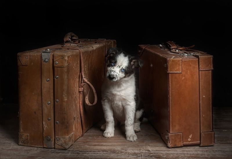 dog, leather, humor, luggage, suitcase, one animal, brown, indoors, wood - material, holiday, animal, 1080P, fun, no people, travel, looking at camera