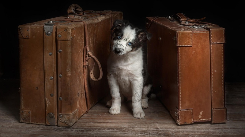 luggage, brown, no people, retro styled, domestic animals, white, wood - material, portrait, domestic, border collie, dog, animals, mammal, 1080P, fun